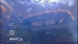 Machhali jal ki Rani hai #fish #fishtank #hindirhymes #kids #jal #rani #shortvideo #viralvideo #reel
