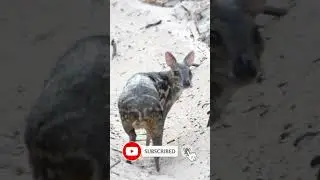 Sri Lankan Spotted Chevrotain / Sri Lankan White Spotted Mouse Deer in Wilpattu NP #shorts