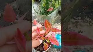 ডেভিল ব্যাকবোনের ইনডোর আউটডোর পার্থক্য 🪴 #gardening #garden #shorts  #gardeningtips #indoorplants