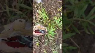 #nadan #varal #keralafishing #alappuzha #shortsfeed #shortvideo #fishingshortvideo #snakeheadfishing