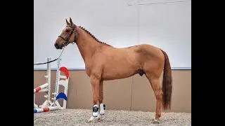 Quinot van de Watering - 2016 hengst