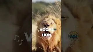 A LION being vocal!