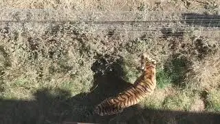 White Tiger vs Orange Tiger stare down