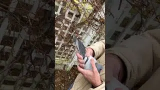 При равных условиях выберите этого гоночного голубя #гоночныеголуби
