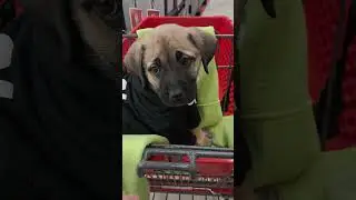 family outing  #deafsignlanguage #puppy #presa canario #antolian Shepard presa canario#family