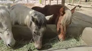 Amazing animals in one of the best zoos in Iran #iran part1