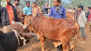 আজ ২৩/১/২৬ | ঢাকার খামারী কেমন দামে মাঝারি সাইজের ষাঁড় কিনছেন | আমবাড়ি গরু হাট 