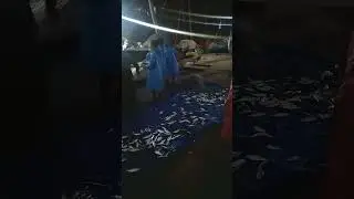 Local Fishermen Harvesting Fish Catch at Goa Beach