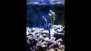 Maxspect G2-400-160w on my Aqua Medic Gramma