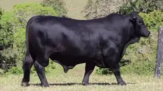 Lot 204 - BARRONESSA RAPTOR U401 (PP)(AI)