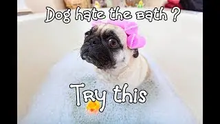 UK's BEST waterless pet shampoo - removes mud & fox mess!