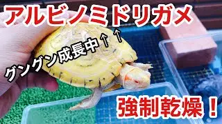 脱皮促進のためアカミミガメのアルビノをベランダで乾燥！
