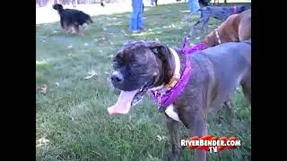 Third Annual La La Paw Loosa Dog Festival - Off-Leash Play Event