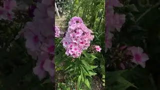 Phlox/ Flammenblume flame flower
