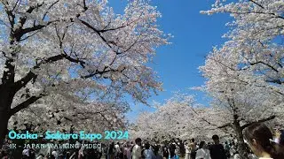 Osaka Sakura Expo 2024 - Full Bloom Cherry Blossoms [JAPAN 4K]