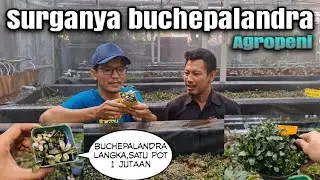 Dolan ke farm AGROPENI,disini nemu buchepalandra langka