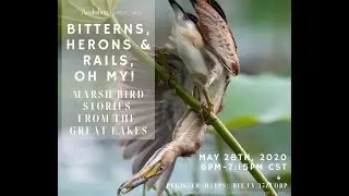 Bitterns, Herons and Rail, Oh My! Marsh Bird Stories from the Great Lakes