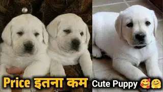 New Year 🎊 Offer | Low Price Puppies 😱 | Loot sale | Labrador Puppies for Sale in Delhi Ncr 