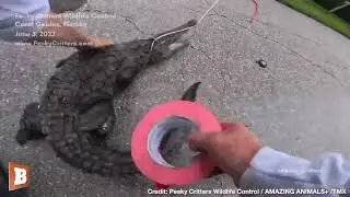 CRIKEY! Animal Control WRANGLES American Crocodile in Florida