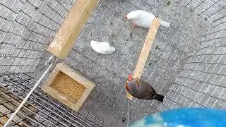 finch bird natural  activities in one pair cage