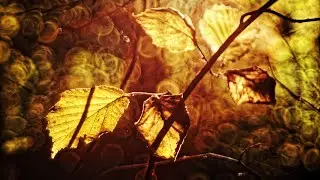 Rain Ambience ASMR 🌧️专注向|집중| No Talking • Pure Rain • LIVE
| Focus •