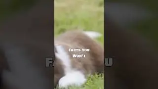3 FUN FACTS ABOUT DOGS