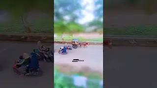 kuda bendi #shorts #shortvideo #horse #kudakuda