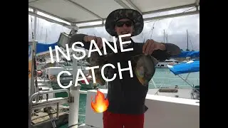 Triggerfish Catch and Cook