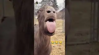 смешной козёл😂❤️ го лайк+подписка))