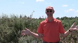 Hedgerows for Pollinators and Natural Pest Control