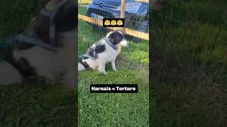 Le harnais 😤 #bordercollie #canicross #chienmignon #chienheureux #sleddogs #samoyede #chien #balade
