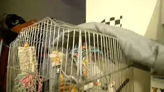 Angry Birds в реальной жизни &ndash; настоящие, без подделок 🤑🤑🤑🤑
