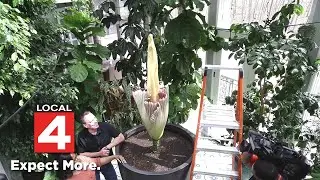 Rare corpse flower blooms in Washtenaw County