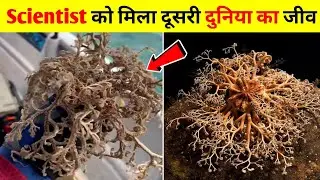 Facts: The Basket Star | Unique Creature On Earth