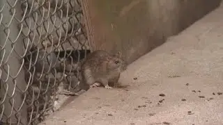Rat sightings surge in NYC