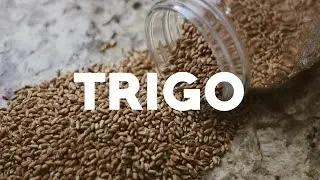 TRIGO│ CANAL A PADOCA
