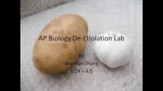 AP Biology De-Etiolation Lab