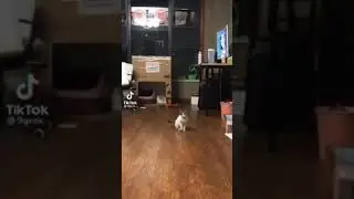 The jumping cat&hellip; cue&hellip; confused at first #shorts