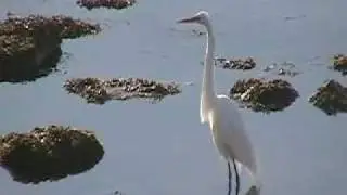 Great Egrets are back in the Long Island Sound for summer 2009