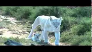 Inkwenkwezi White Lion Cubs.mp4
