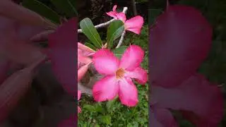Pink adenium,bunga jepun jepang@laskartaru #alami #tanaman #tanamanliar #tanamanhias #kambojajepang