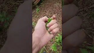 Nunca vi uma erva medicinal t&atilde;o POTENTE como est&aacute; 😱😱😱. #explorar #vidanocampo #nature #explore