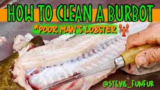 How To Clean A Burbot / With @stevie_funfur