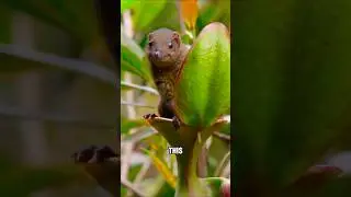 Удивительные симбиотические отношения в мире животных✨#короткоевидео #мило #животные #смешно