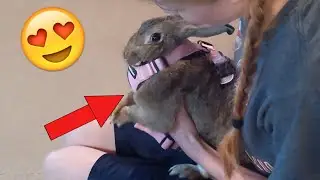 Attempting To Put A Harness On A Bunny