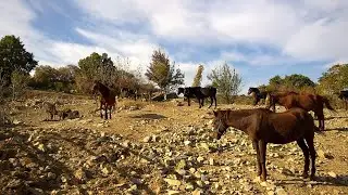 Представители на Equus ferus caballus и Equus africanus asinus тичат на воля