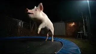 CCTV Camera: What Happens When Animals Find a Backyard Trampoline 😂 #FunnyAnimals #CCTV #Trampoline