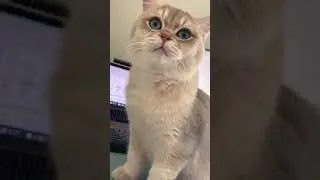 Best Funny Cat Videos: Should I meow like my brother Cash 🤕🤕🤕