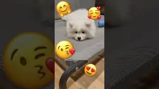 Samoyed puppies are land seals 🦭