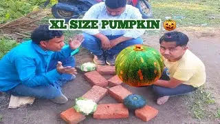 Cauliflower v/s XL Pumkin  // Traditional outdoor games activity | Wow Whats a big pumpkin? 